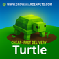 Turtle Grow A Garden